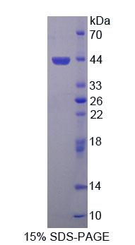 Figure 1. SDS-PAGE