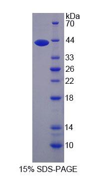 Figure 1. SDS-PAGE
