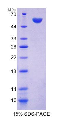 Figure 1. SDS-PAGE