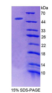 Figure 1. SDS-PAGE