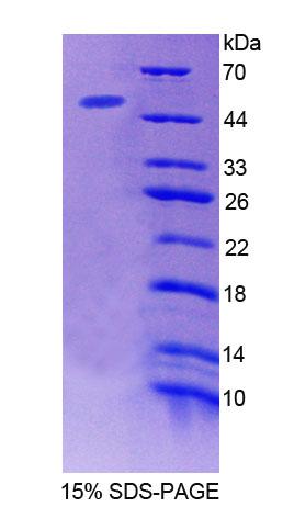 Figure 1. SDS-PAGE