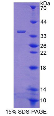Figure 1. SDS-PAGE