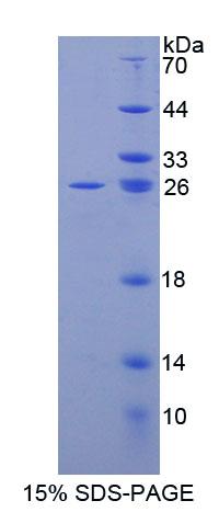 Figure 1. SDS-PAGE