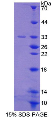 Figure 1. SDS-PAGE