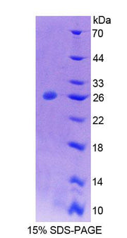 Figure 1. SDS-PAGE