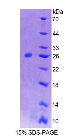 Figure 1. SDS-PAGE