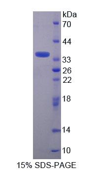 Figure 1. SDS-PAGE