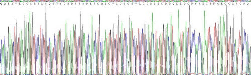 Recombinant Human Procollagen III N-Terminal Propeptide (PIIINP)