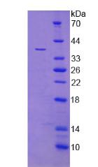 Figure 3. SDS-PAGE
