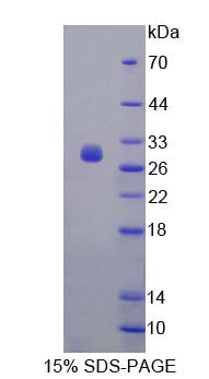 Figure 1. SDS-PAGE