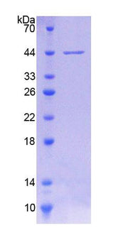 Figure 1. SDS-PAGE