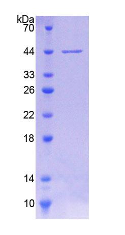Figure 1. SDS-PAGE