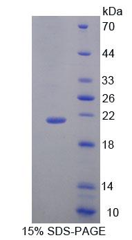 Figure 1. SDS-PAGE