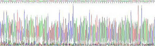 Human Mannose Binding Lectin (MBL), Active Protein