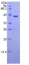 Figure 3. SDS-PAGE