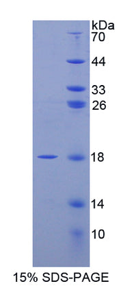 Figure 1. SDS-PAGE