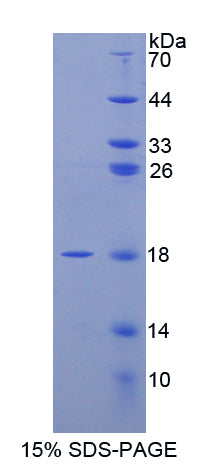 Figure 1. SDS-PAGE
