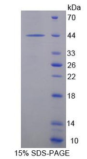 Figure 1. SDS-PAGE