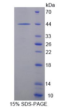 Figure 1. SDS-PAGE