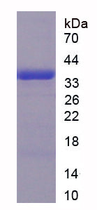 Figure 1. SDS-PAGE
