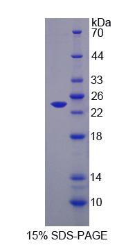 Figure 1. SDS-PAGE