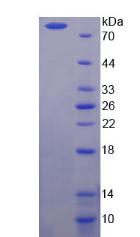 Figure 2. SDS-PAGE