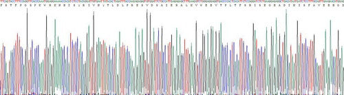 Recombinant Rat Matrix Metalloproteinase 3 (MMP3)