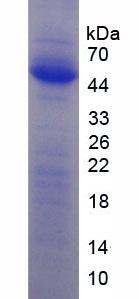 Figure 3. SDS-PAGE