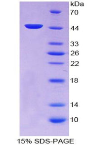 Figure 1. SDS-PAGE