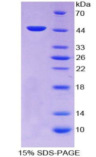 Figure 1. SDS-PAGE