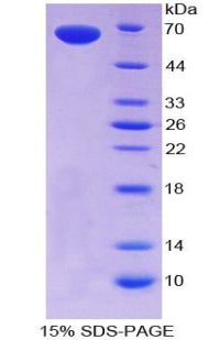 Figure 1. SDS-PAGE