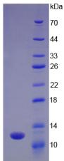 Figure 2. SDS-PAGE