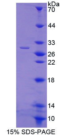 Figure 1. SDS-PAGE