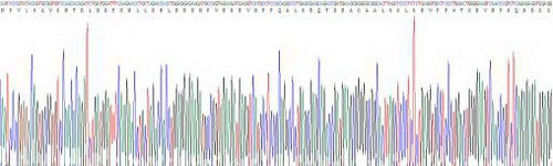 Recombinant Rat Natriuretic Peptide Precursor A (NPPA)