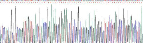 Recombinant Rat N-Terminal Pro-Atrial Natriuretic Peptide (NT-ProANP)
