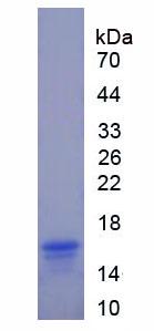 Figure 3. SDS-PAGE