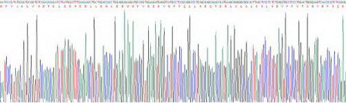 Recombinant Rat N-Terminal Pro-Atrial Natriuretic Peptide (NT-ProANP)