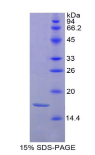Figure 1. SDS-PAGE