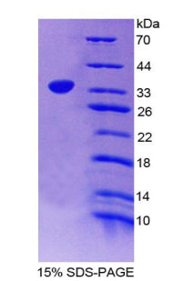 Figure 1. SDS-PAGE