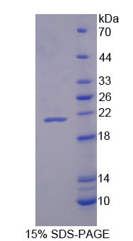 Figure 1. SDS-PAGE