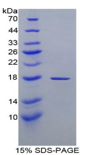 Figure 1. SDS-PAGE