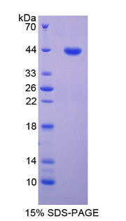 Figure 1. SDS-PAGE