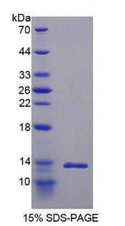 Figure 1. SDS-PAGE