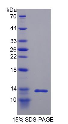 Figure 1. SDS-PAGE