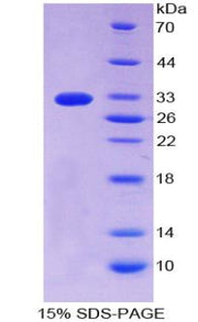 Figure 1. SDS-PAGE