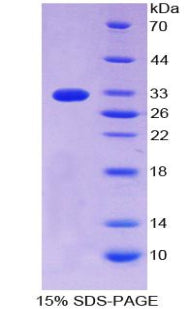 Figure 1. SDS-PAGE