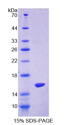 Figure 2. SDS-PAGE