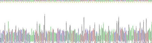 Recombinant Human Interleukin 1 Beta (IL1b)