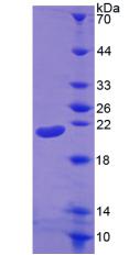 Figure 3. SDS-PAGE