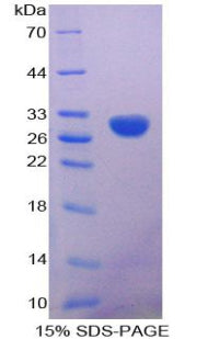 Figure 1. SDS-PAGE